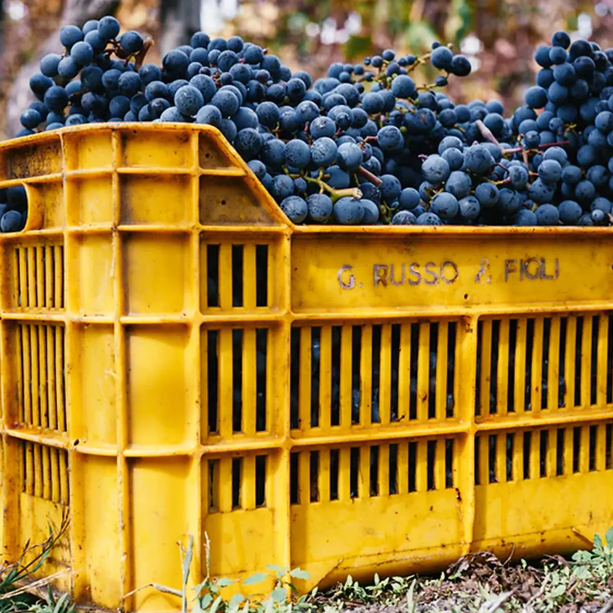 WHAT’S SO SPECIAL ABOUT ORGANIC WINE?