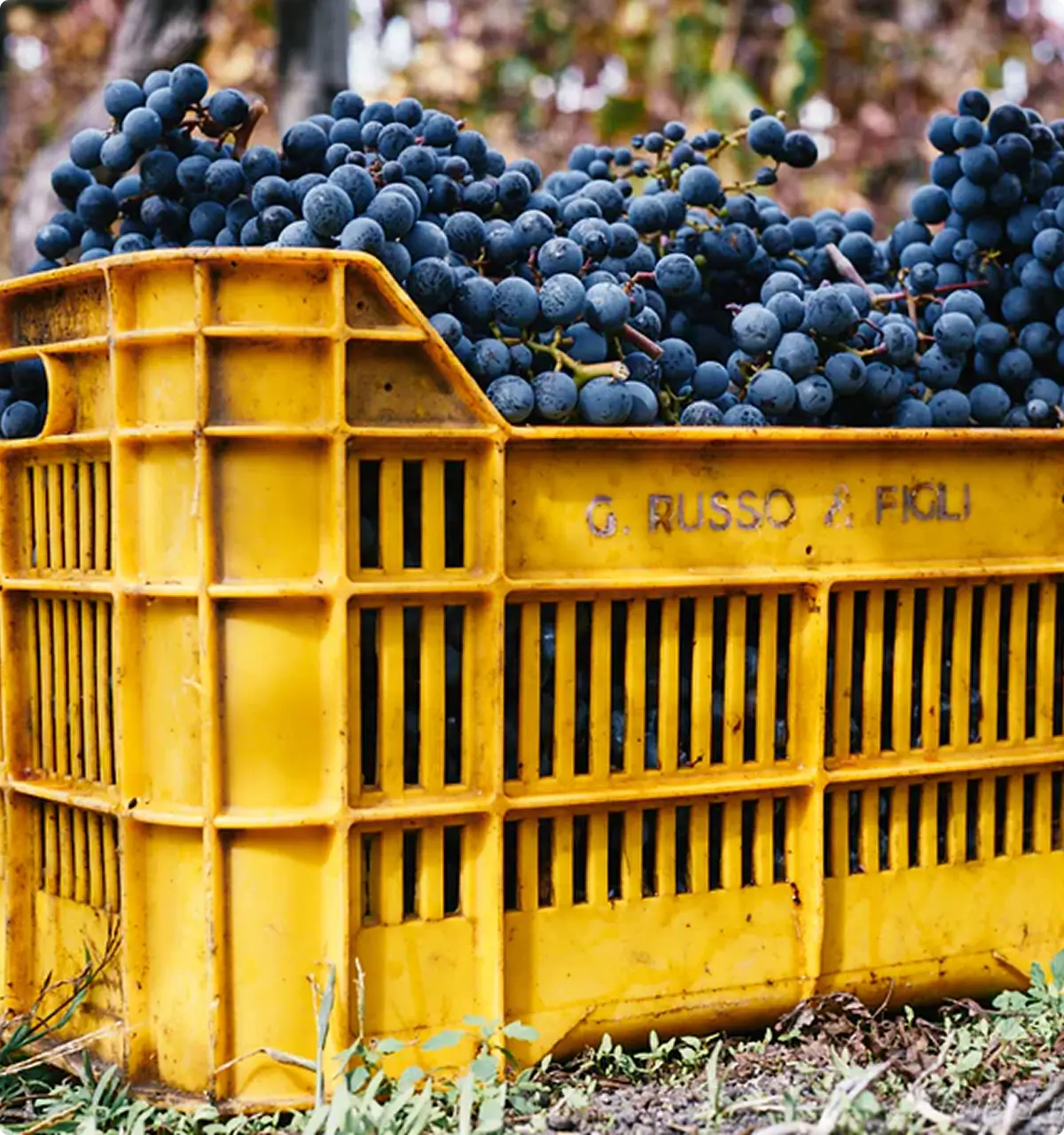 WHAT’S SO SPECIAL ABOUT ORGANIC WINE?